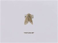 藏品(淡紋舟蛾)的圖片